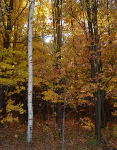 Fall foliage solitude in Wellsboro, PA forests